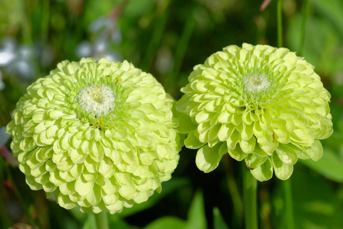 Green Zinnia flower seeds