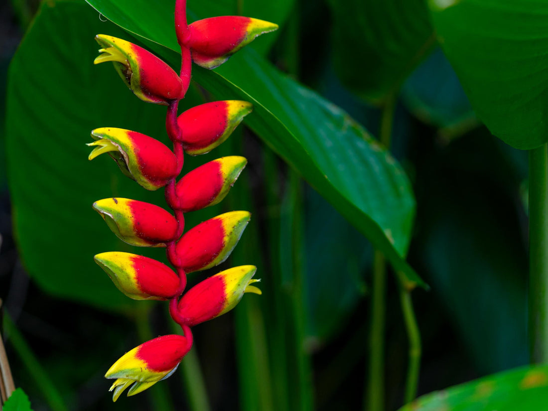 Heliconia Wagneriana flower seeds