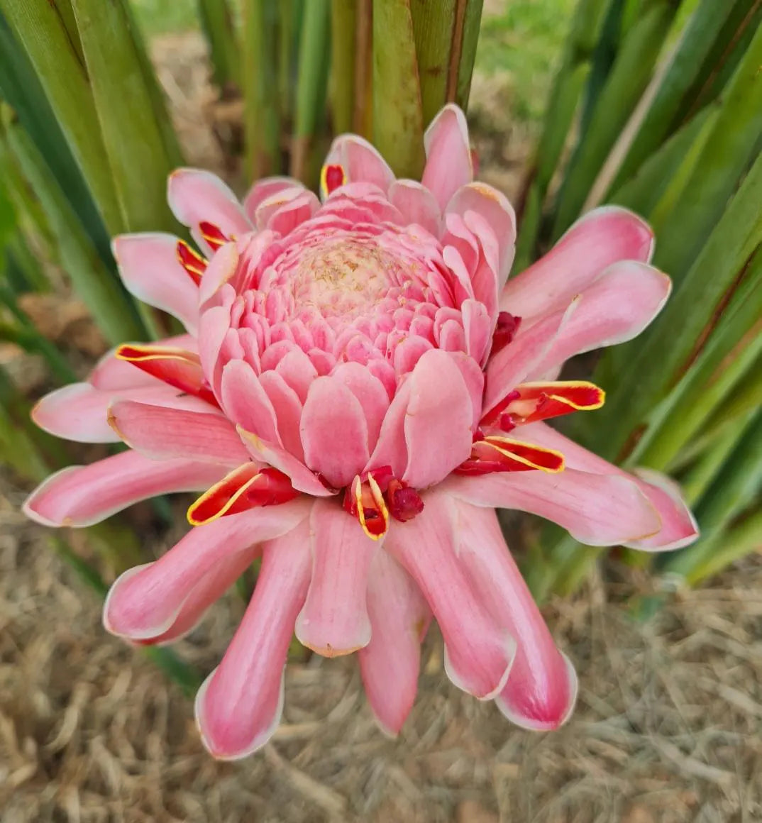 Rainbow Torch flower seeds