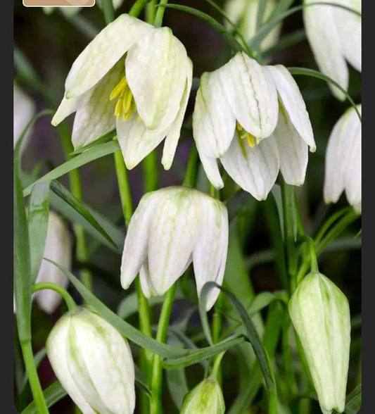 White Imperial flower seeds