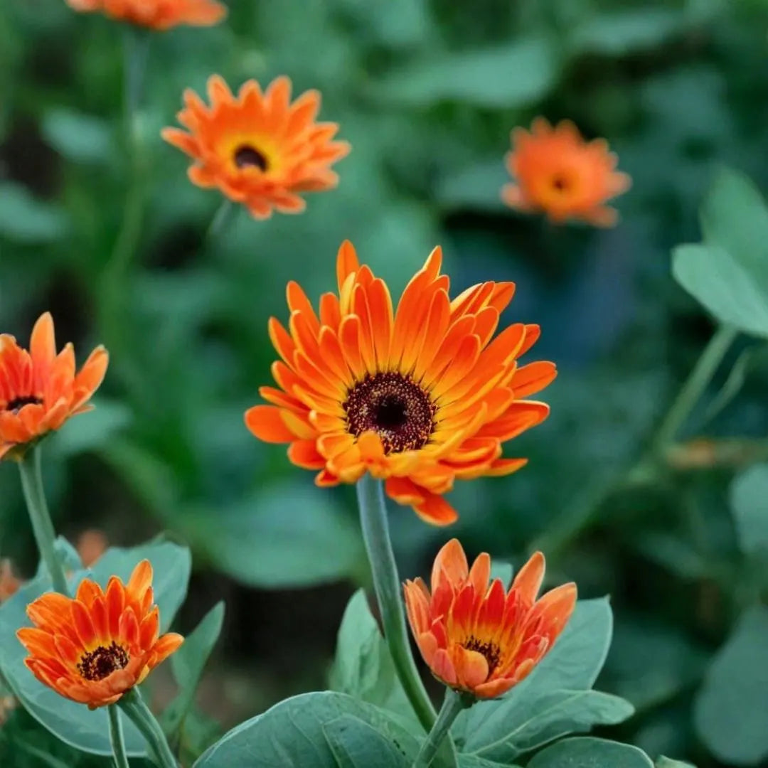 Orange And flower seeds