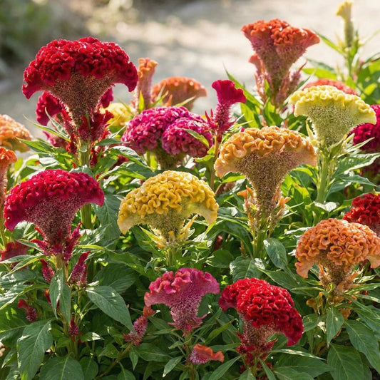 Cockscomb Celosia flower seeds