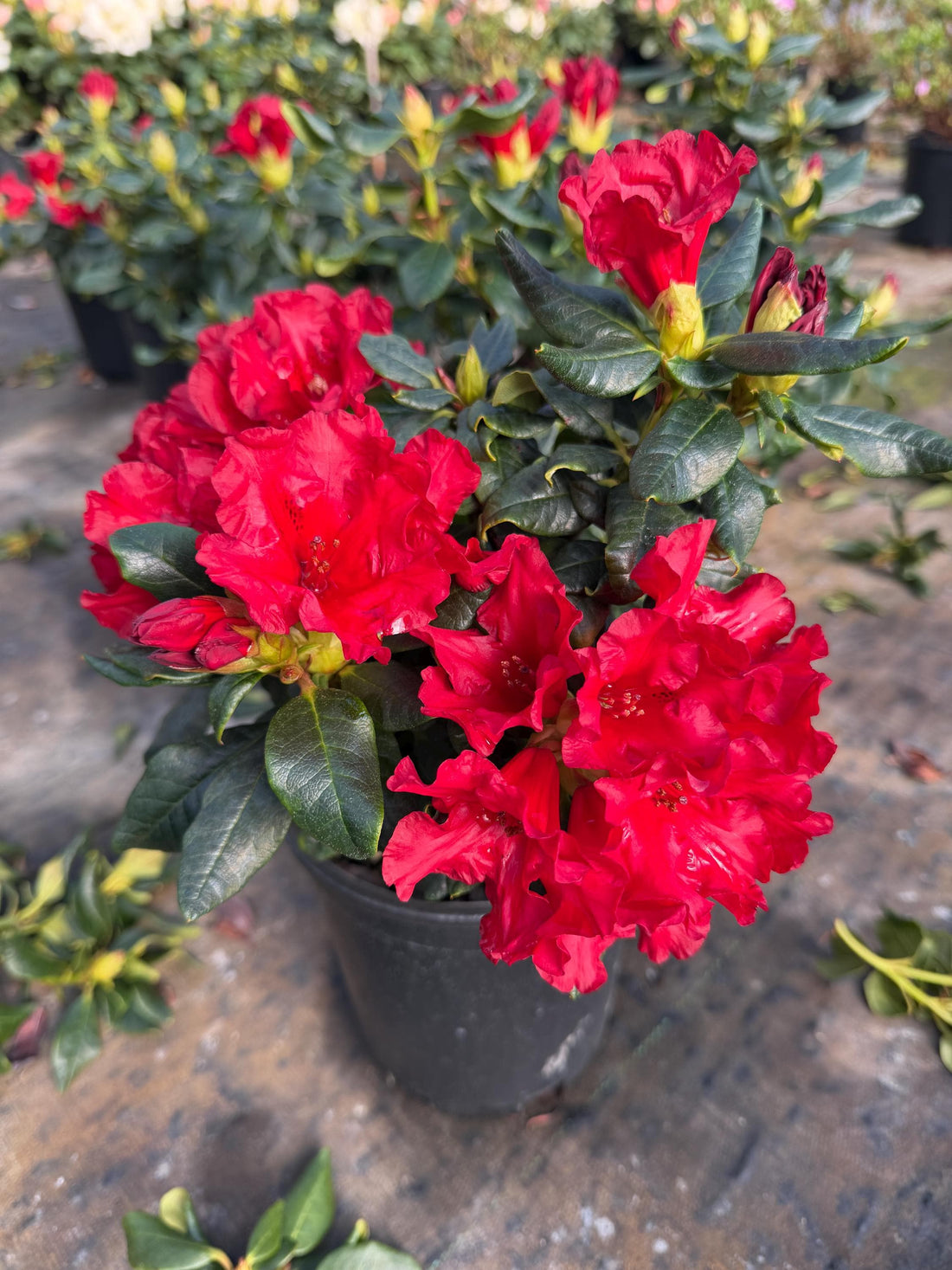 Red Rhododendron flower seeds