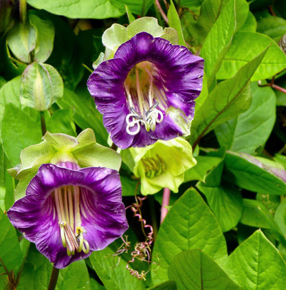 Cobaea Scandens flower seeds