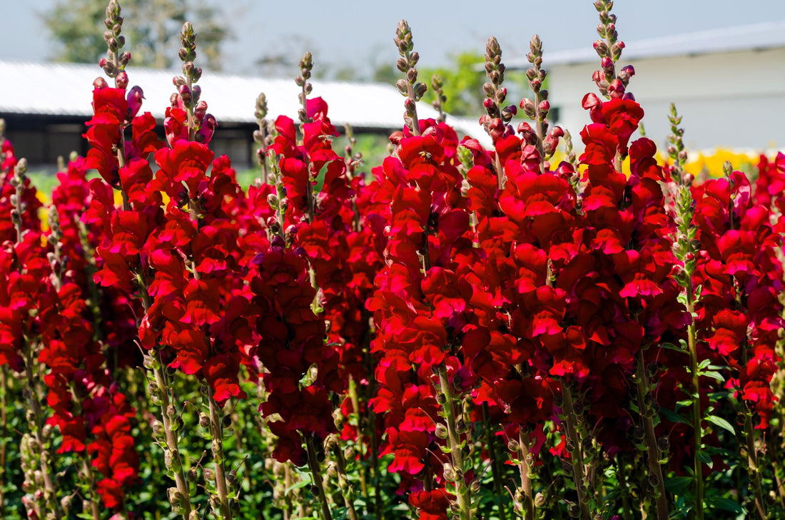 Antirrhinum flower seeds