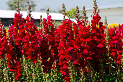 Antirrhinum flower seeds
