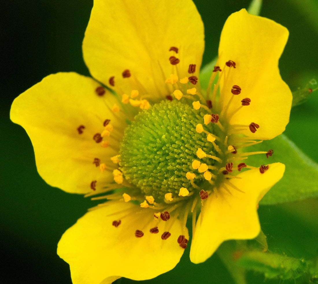 Yellow Wetland flower seeds
