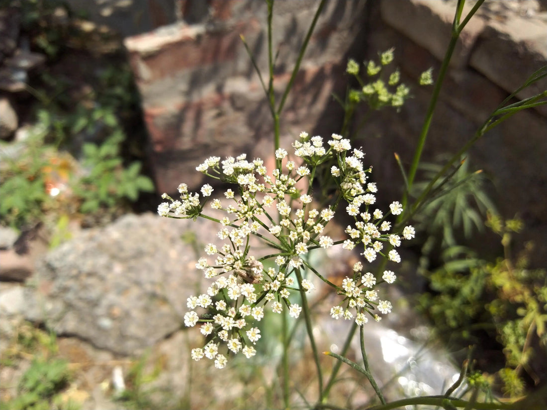 Kala Jeera Herb Seeds for Planting – Heirloom Non-GMO Garden Seeds