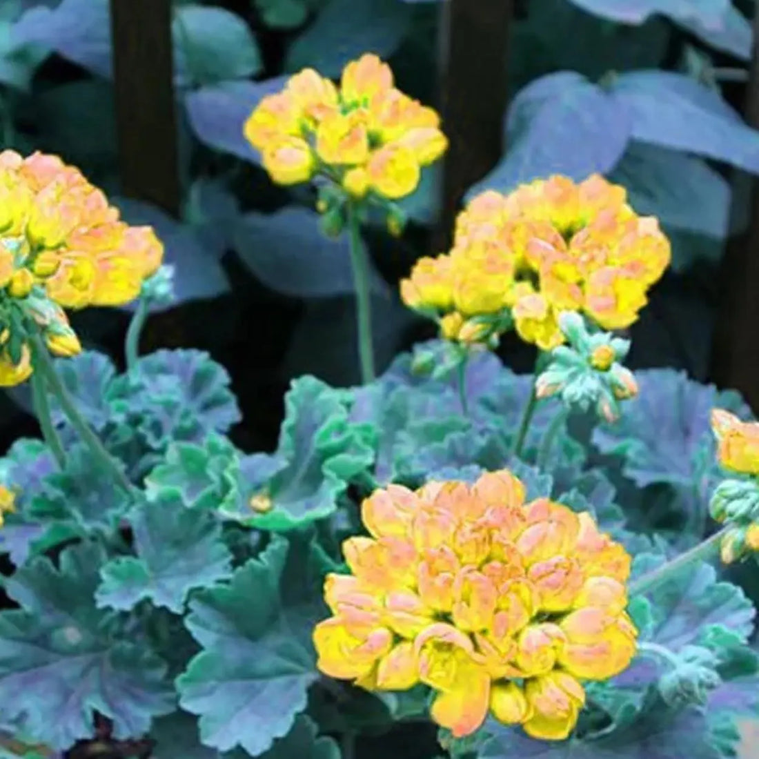 Yellow Pelargonium flower seeds