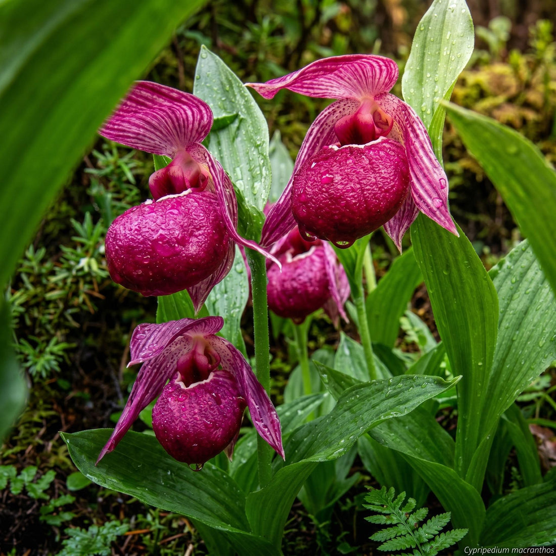 Purple Cypripedium flower seeds