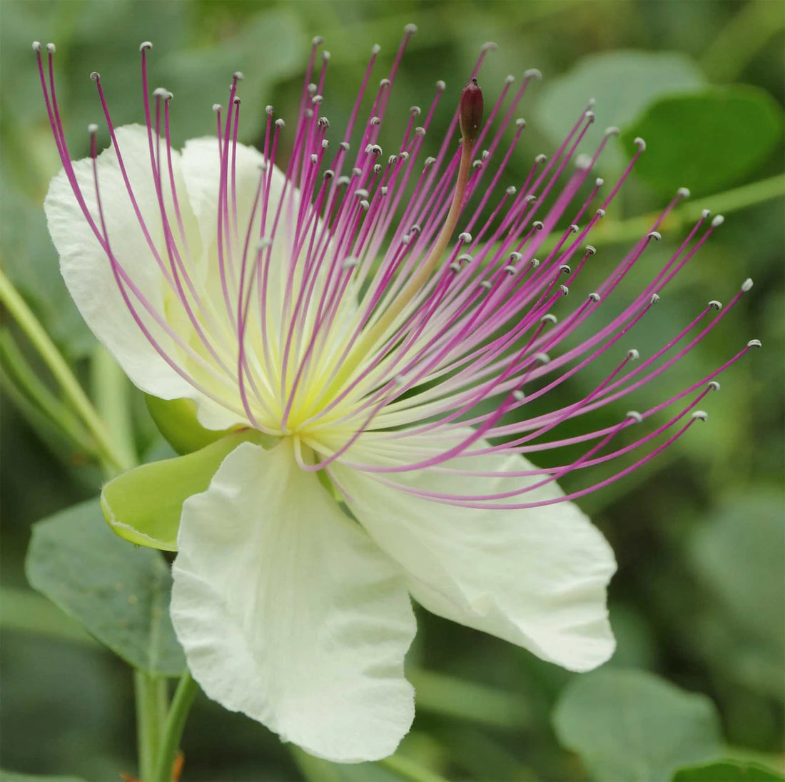 Capparis Spinosa flower seeds