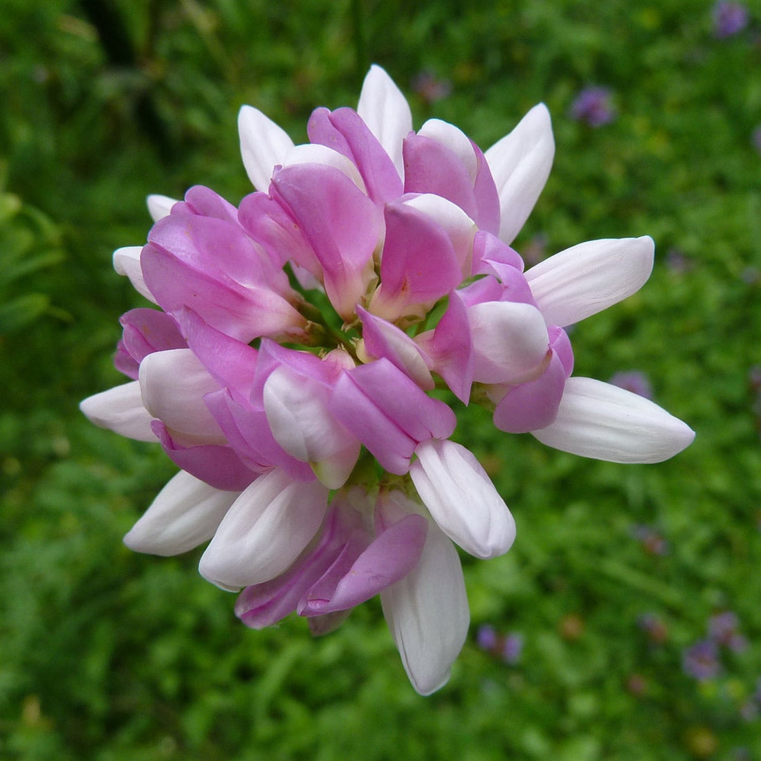 Pink Coronilla flower seeds