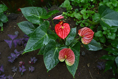 Green and Red Anthurium Flower Seeds for Planting – Heirloom Non-GMO Garden Seeds