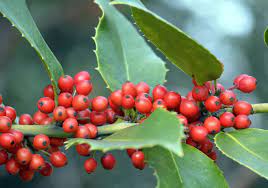 Red Ilex Opaca Tree Seeds for Planting – Heirloom Non-GMO Garden Seeds