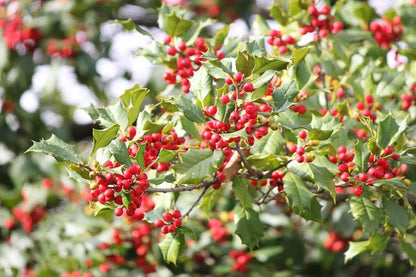 Opaca Tree Seeds for Planting – Heirloom Non-GMO Garden Seeds