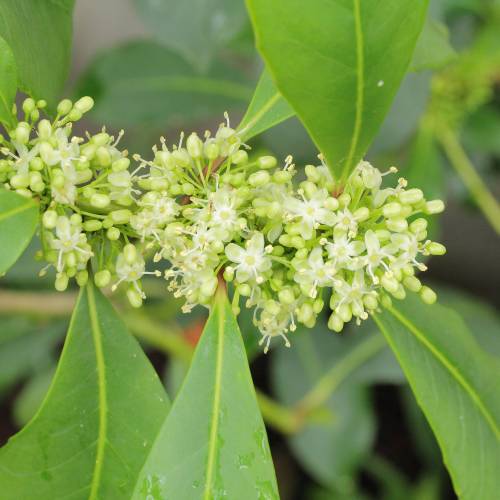 Ilex Paraguayensis flower seeds and mature yerba mate plant with glossy green foliage