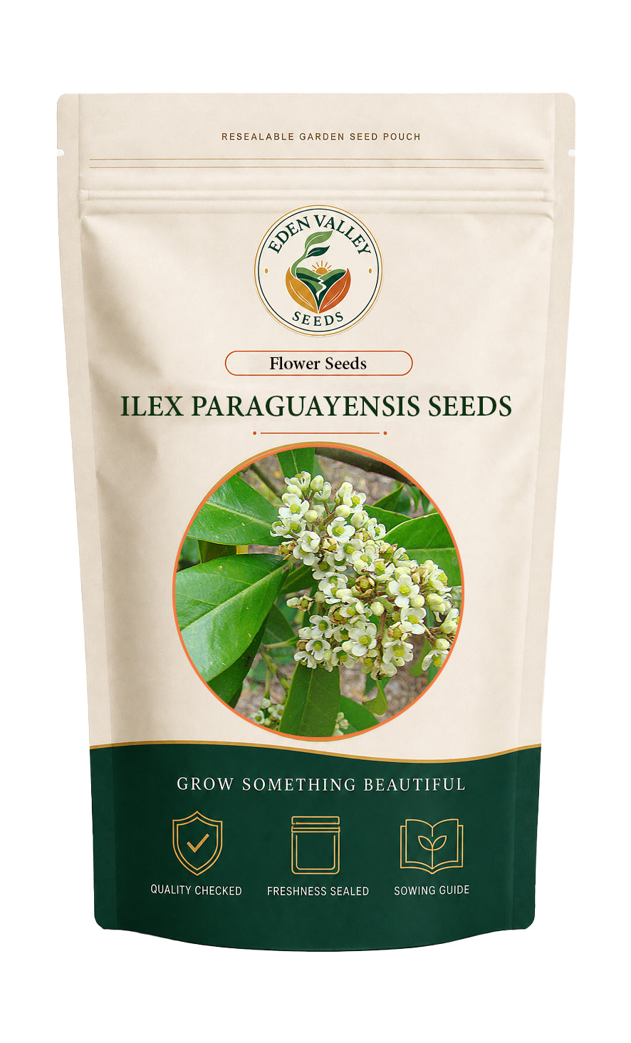 Ilex Paraguayensis Flower Seeds for Planting for growing ornamental plants at home