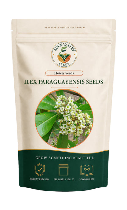 Ilex Paraguayensis Flower Seeds for Planting for growing ornamental plants at home