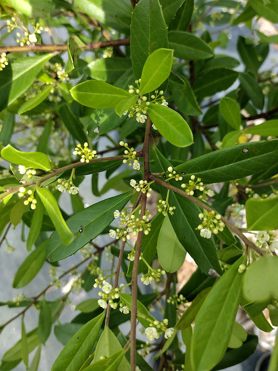Ilex Paraguayensis flower seeds and mature yerba mate plant with glossy green foliage