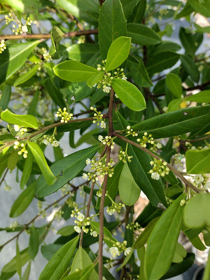 Ilex Paraguayensis flower seeds and mature yerba mate plant with glossy green foliage