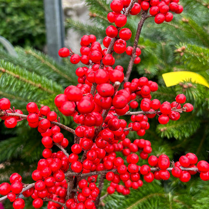 red winterberry seeds