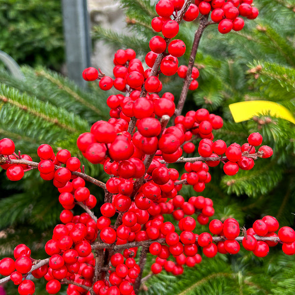 red winterberry seeds