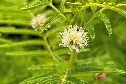 Yellow Illinois Bundleflower Seeds for Planting – Heirloom Non-GMO Garden Seeds