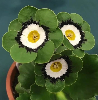 Black Green Primula plant