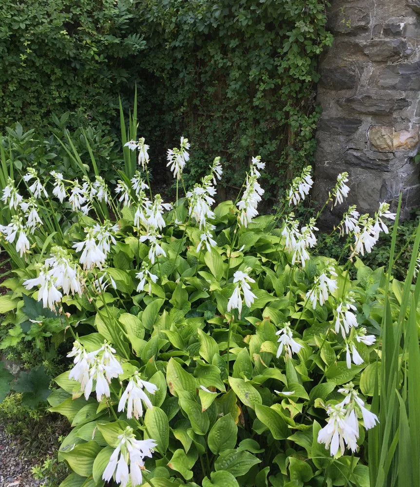 Hosta flower seeds