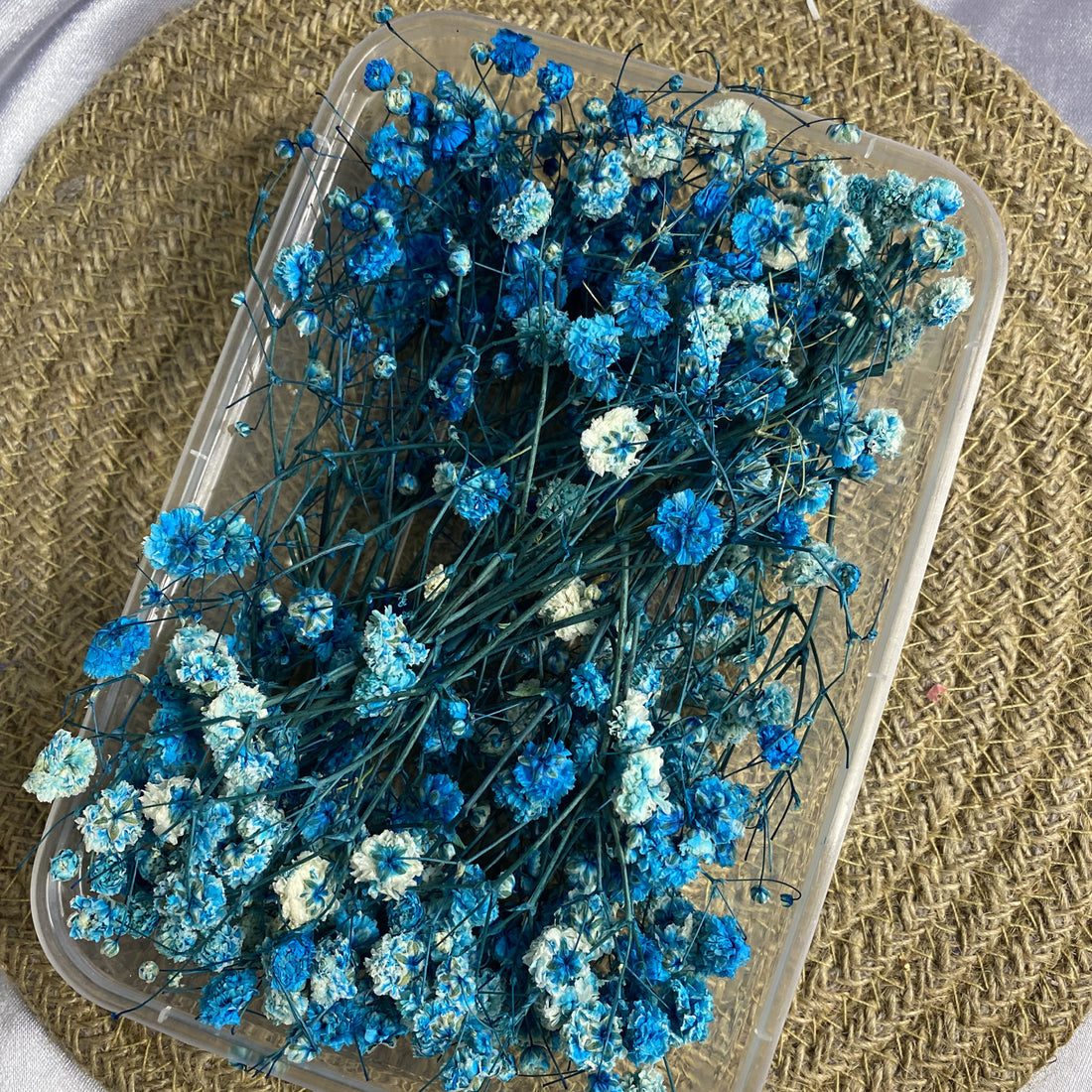 Blue Gypsophila flower seeds