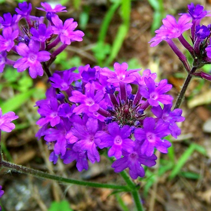 Violet Moss flower seeds