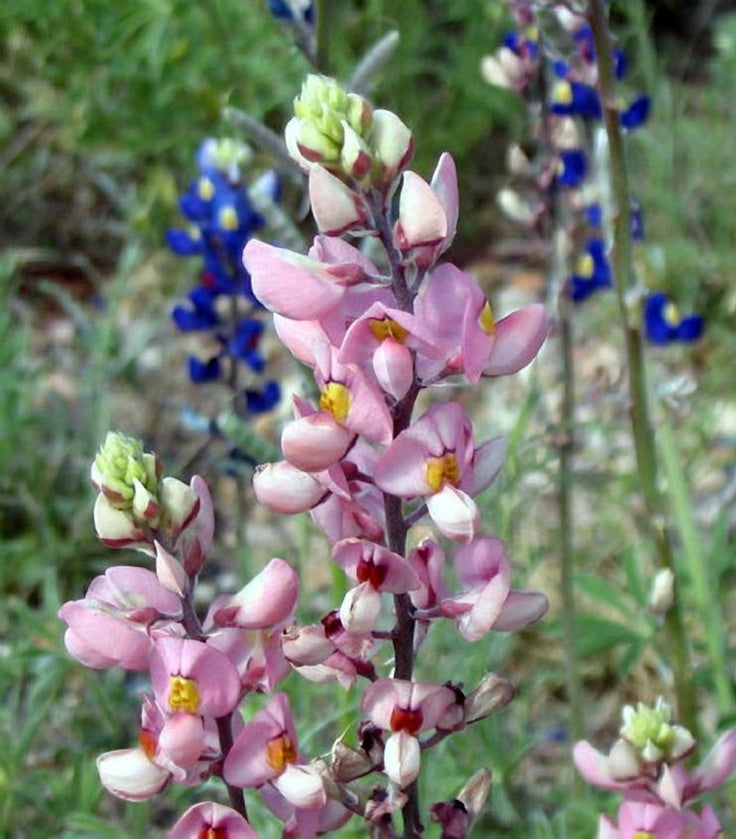 Pink Bonnet flower seeds