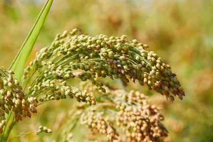 White Proso Millet Seeds for Planting – Warm-Season Grain & Wildlife Garden Seed