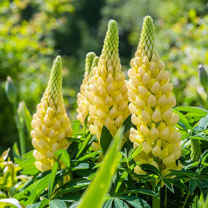 Light Yellow flower seeds