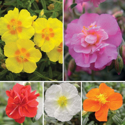 Mixed Helianthemum Flower Seeds for Planting – Heirloom Non-GMO Garden Seeds
