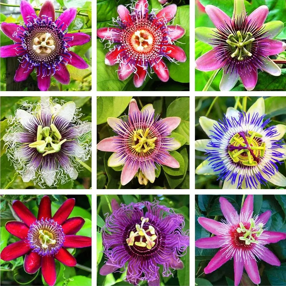 Multicolored Passion flower seeds