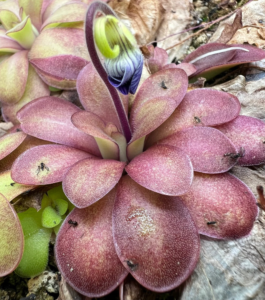 Mexican Butterwort flower seeds