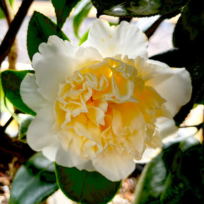White and Yellow Camellia Flower Seeds for Planting – Heirloom Non-GMO Garden Seeds