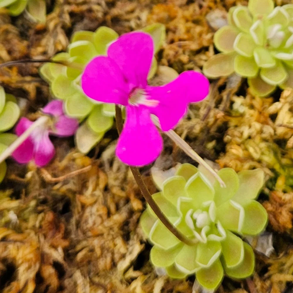 Mexican Butterwort flower seeds