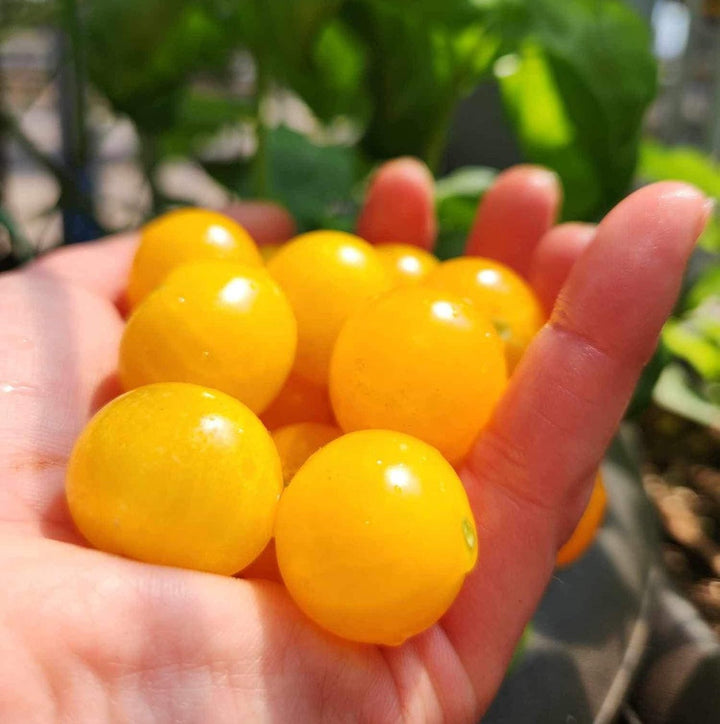 orange tomatillo seeds