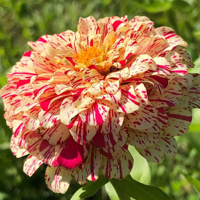 Peppermint Stick Zinnia plant
