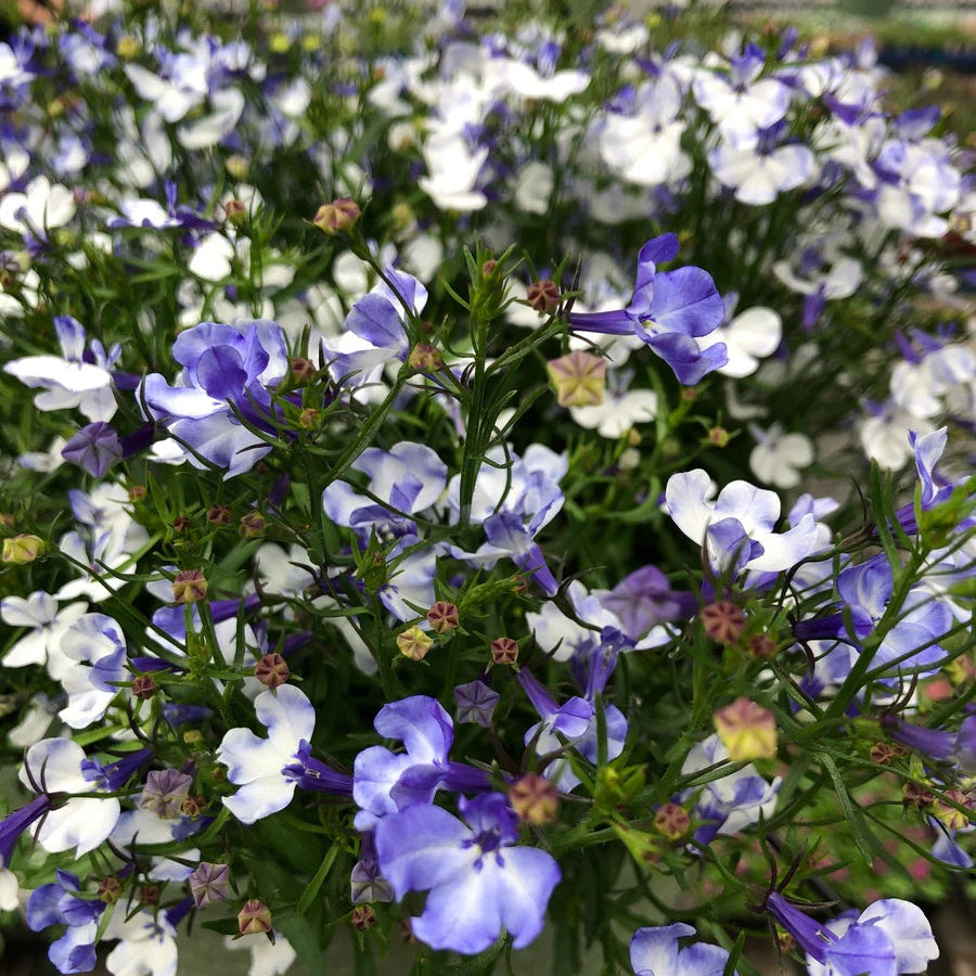Blue Splash Lobelia plant