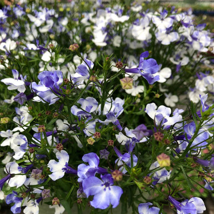 Blue Splash Lobelia plant