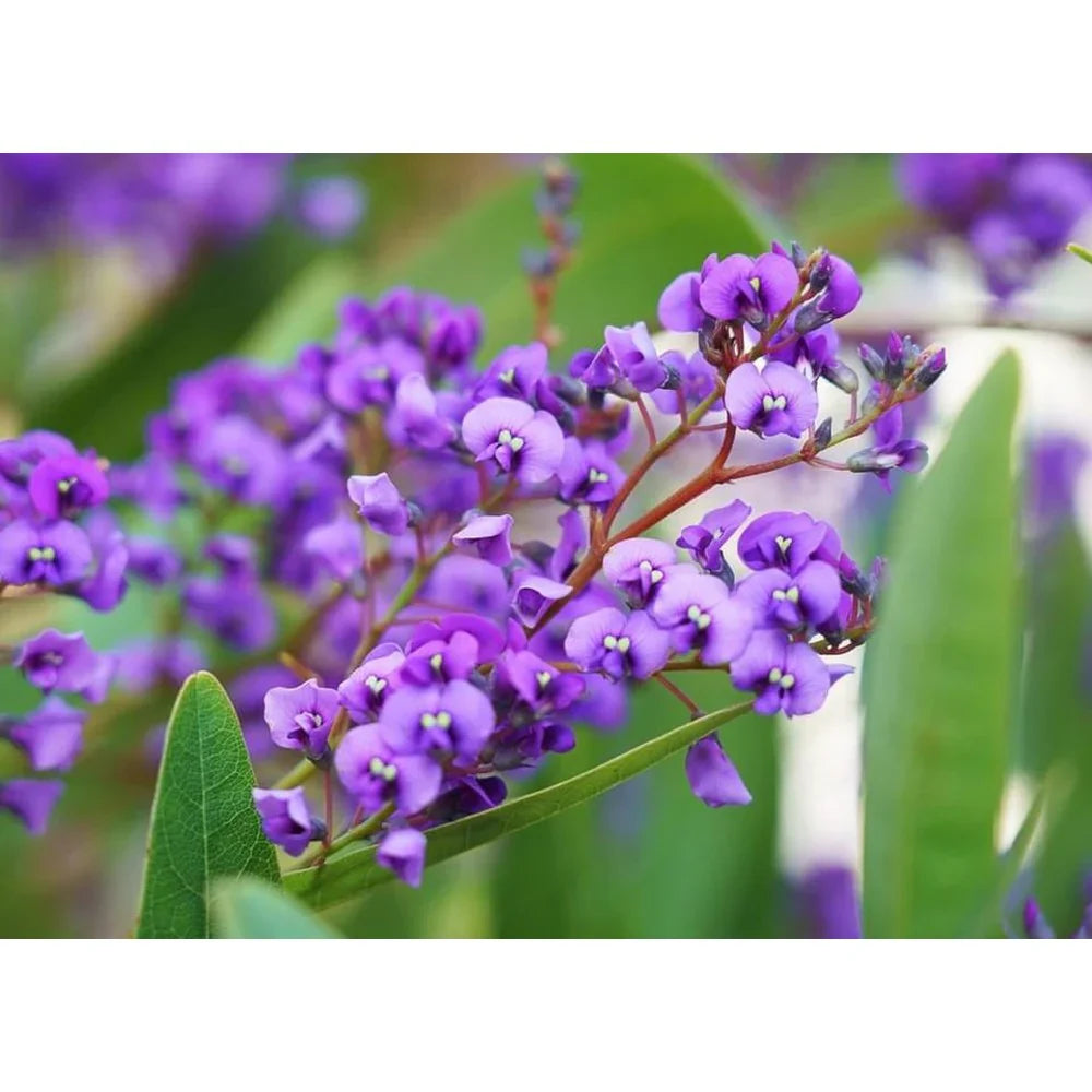 Hardenbergia flower seeds