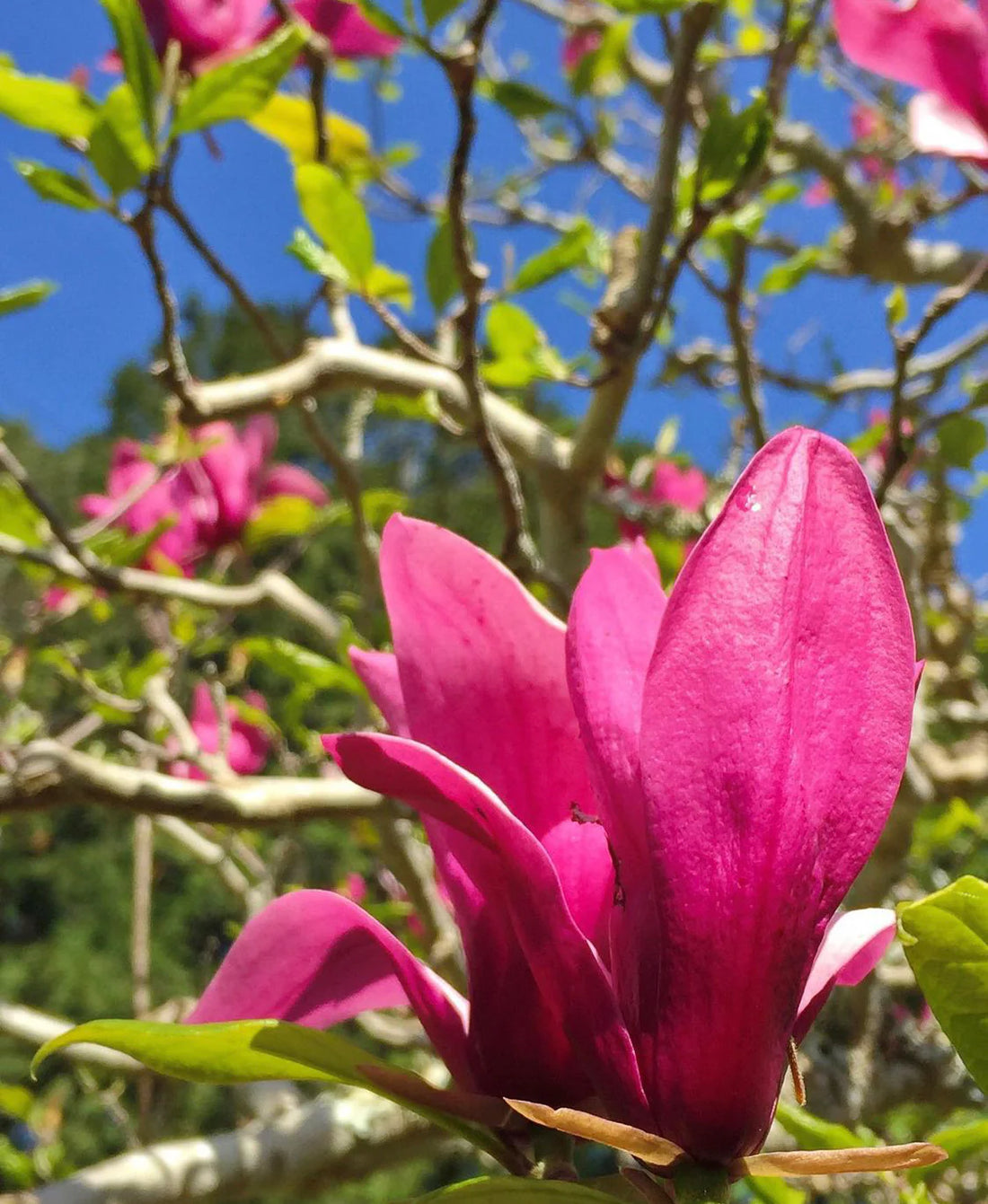 Magnolia Campbellii flower seeds