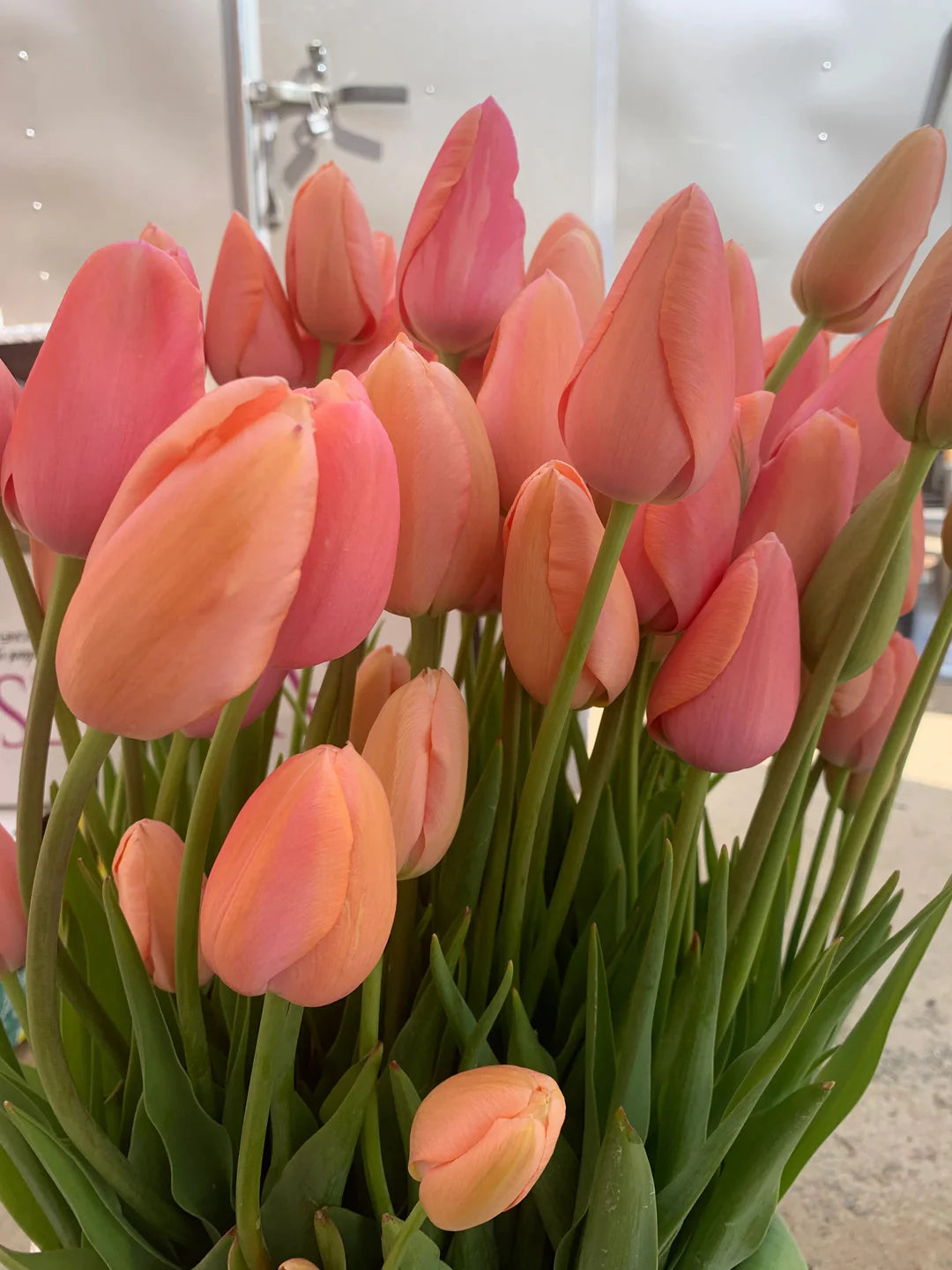 Peach Tulip flower seeds