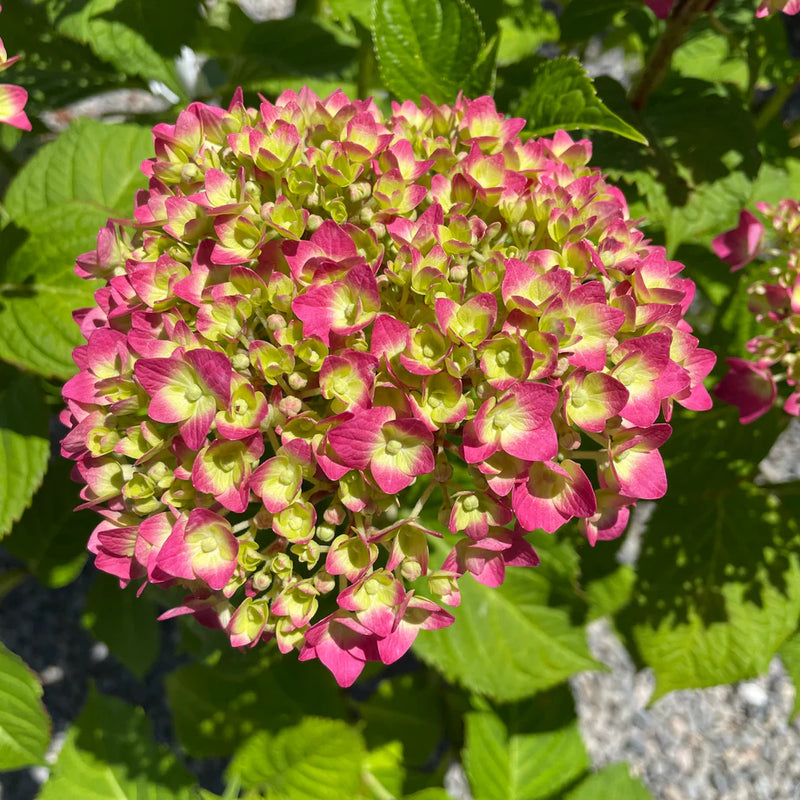 Yellow and Pink Hydrangea Flower Seeds for Planting – Heirloom Non-GMO Garden Seeds