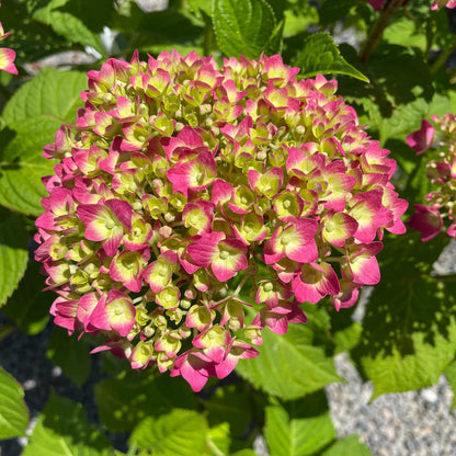 Yellow and Pink Hydrangea Flower Seeds for Planting – Heirloom Non-GMO Garden Seeds