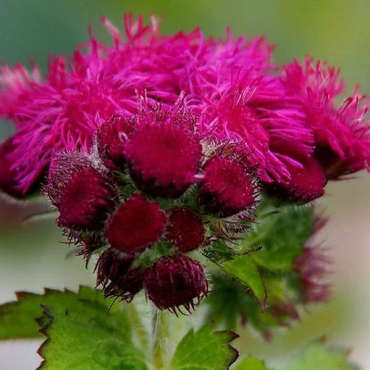 Red Ageratum flower seeds