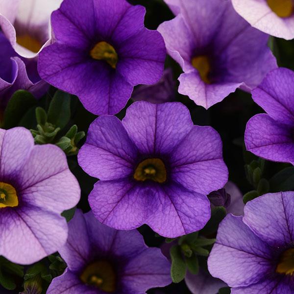 Futaba Petunia flower seeds